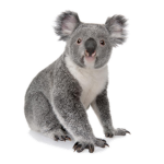 WAKA WAKA KOALA