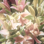 • Cherries official •