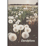 -Dandelions