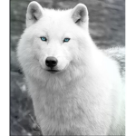 Albino wolf pup squad