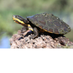 Turtleclub