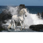 < Horse Paradise >