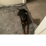 Dog liker fan group