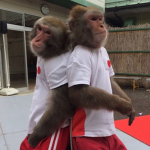 monkeyhearts