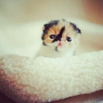 sanrio (only hello kitty fans lol)