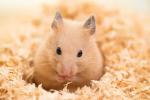 Hamster Man's Game Studio