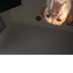 My dog Molly is cute