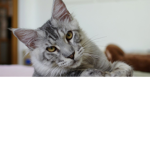 Mario_kittens