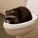 games made by raccoons