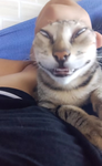 Meow Meow<3