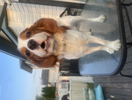 i love dogs pls join for a free doggo