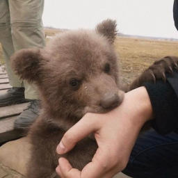 yay bear