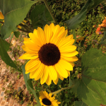 Theflowerclub
