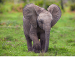 Team baby elephant