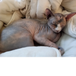 Mia la Queen