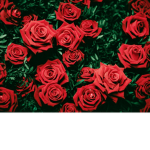 The Garen Of Roses