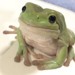 Frogfrogfrogfrogfrog