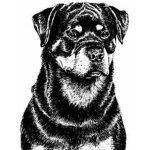 Dogs Of Anarchy