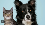 Kitties and Puppies are Friends