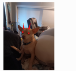 Bacon and gamer group