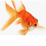 Fish base