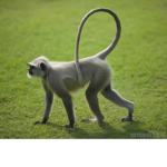 #Monkey
