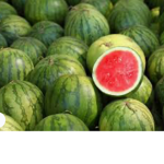 THE WATERMELON ARMY!!!