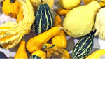Squash Group