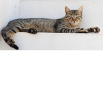 Cats are extraordinary!!!