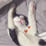 ʚɞ HisDreamDoll ʚɞ