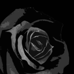Black Rose Sun