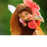Chicken are frand