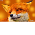 Foxy Squad!