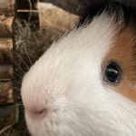 Guinea Pig Society