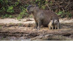 capybaras are cutes