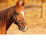 Horse luvers ONLY :P