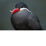 Inca Tern Drip