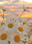 happy daisys!!
