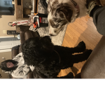 Weston and Kali