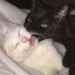 moontears