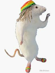 jamaican rat clothing