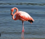 Mynameisflamingoflimflam
