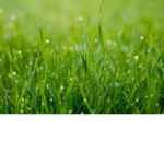 Touch grass or die