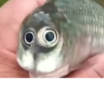 No Samsung