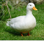 Duck group :) :)