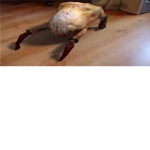 headcrab GROUP