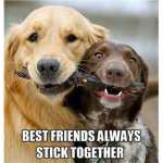 Teh funny stuff