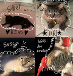 Binx, durl, and the kittens