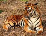 Ronaldo Fan!! TIGERS ROARR
