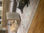 BIG FAT CAT AND LOVE CATS SO MUCH